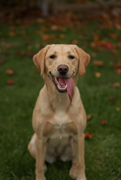 Sika the Labrador sitting happily outdoors