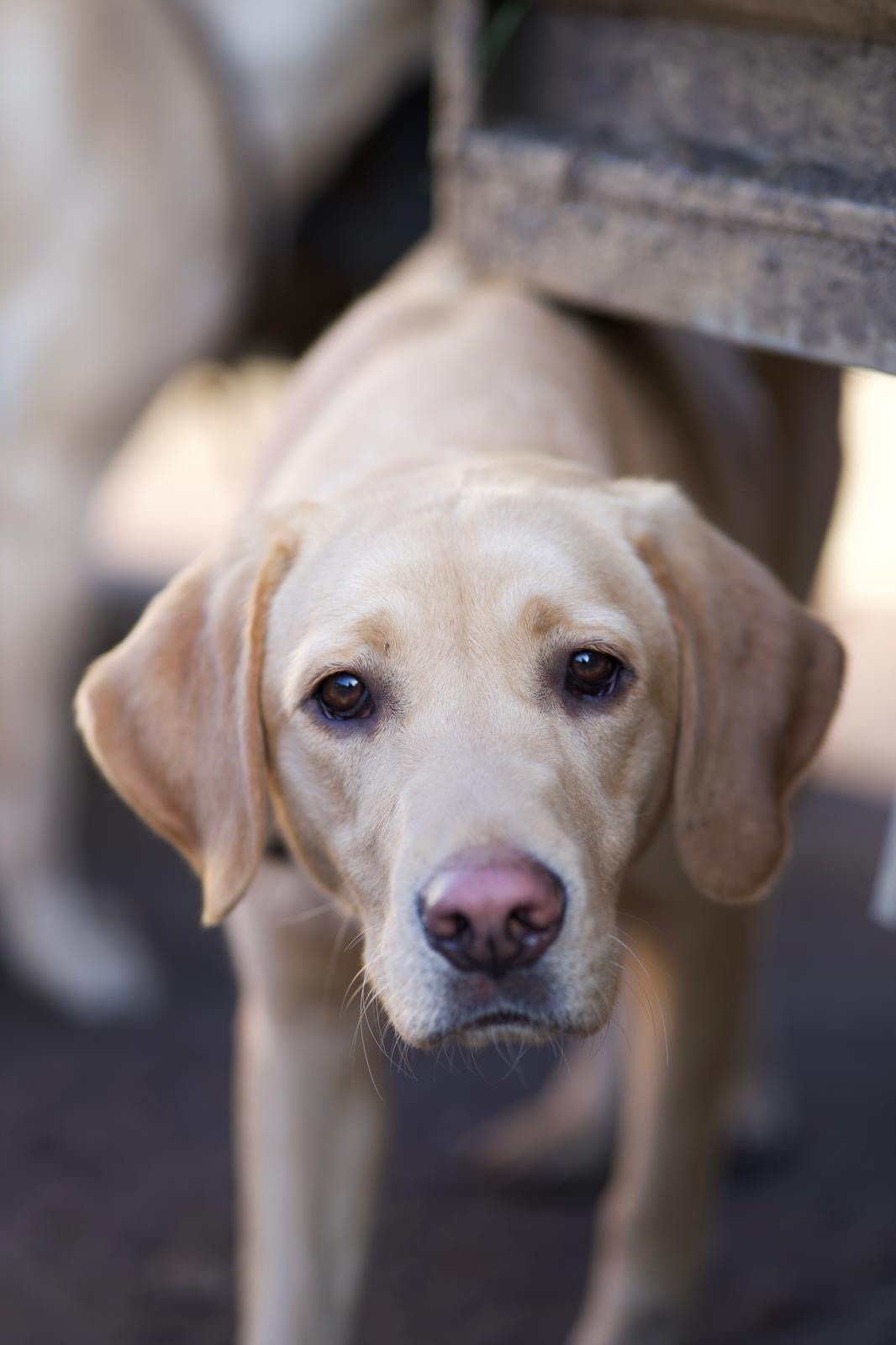 Sika, the Labrador behind the name