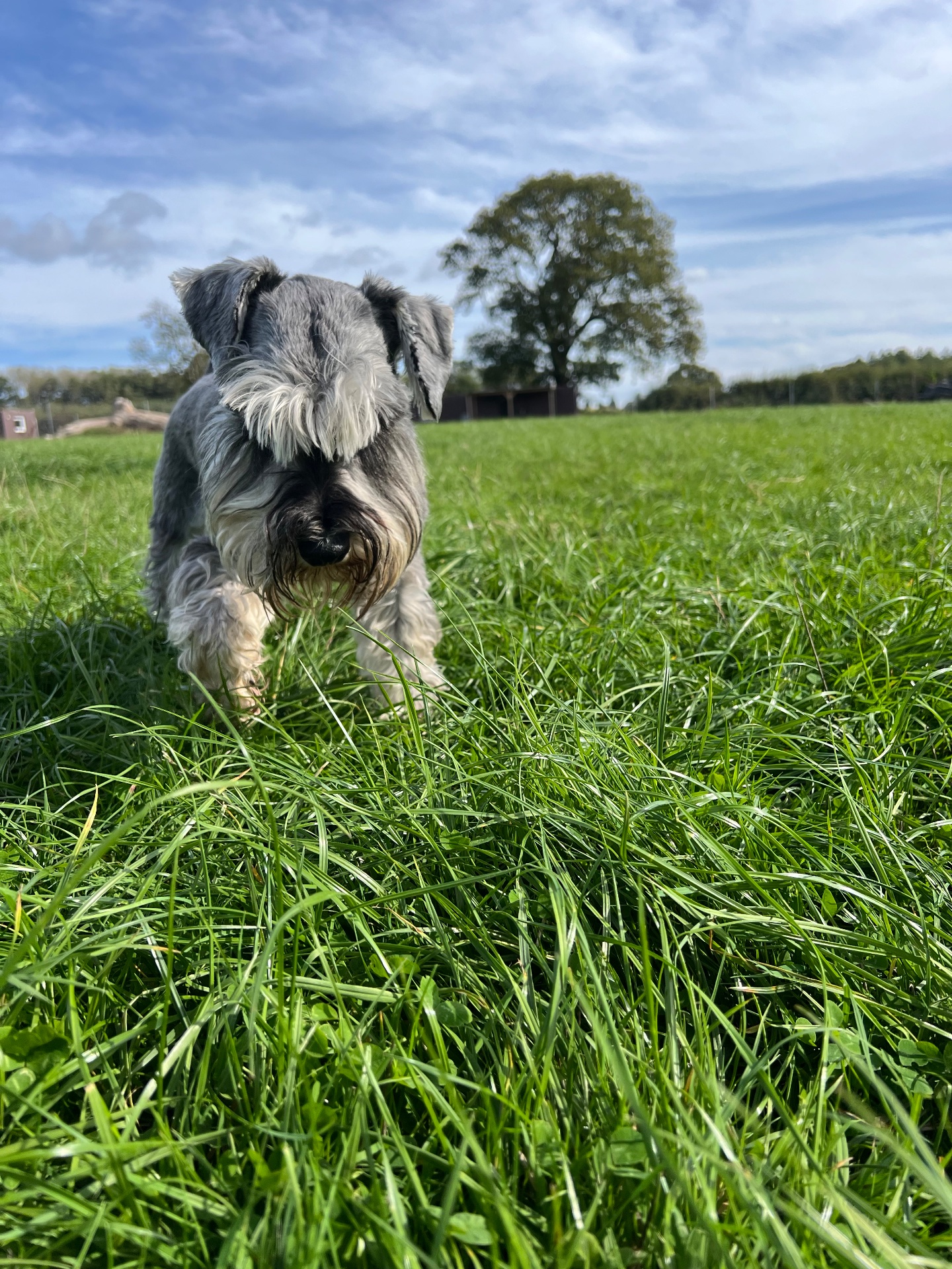 Out exploring the open parkland
