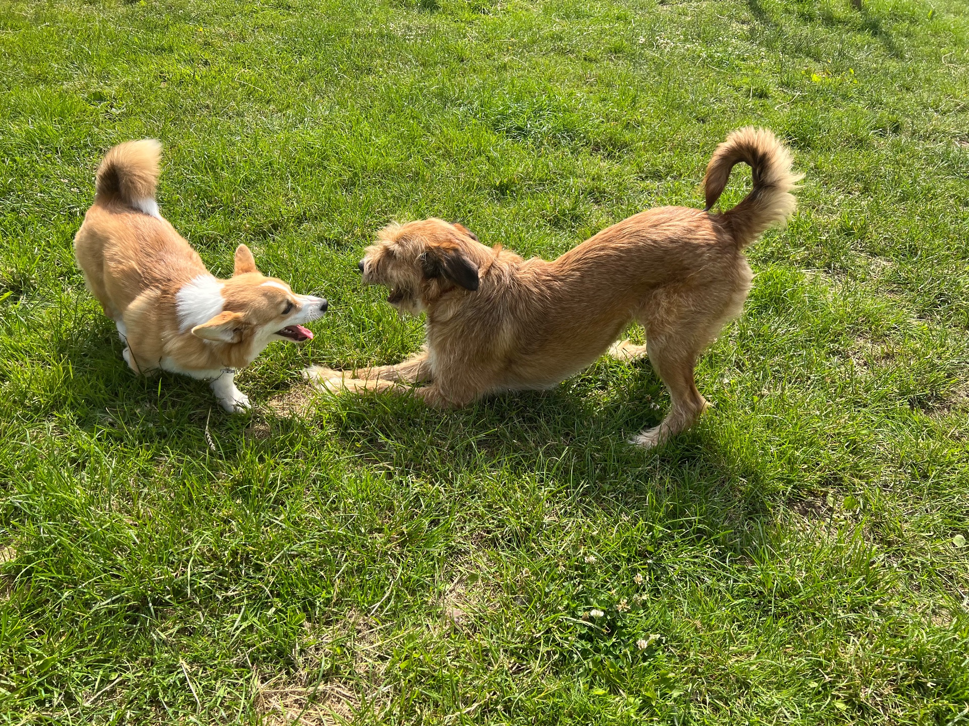Two friends playing off-lead