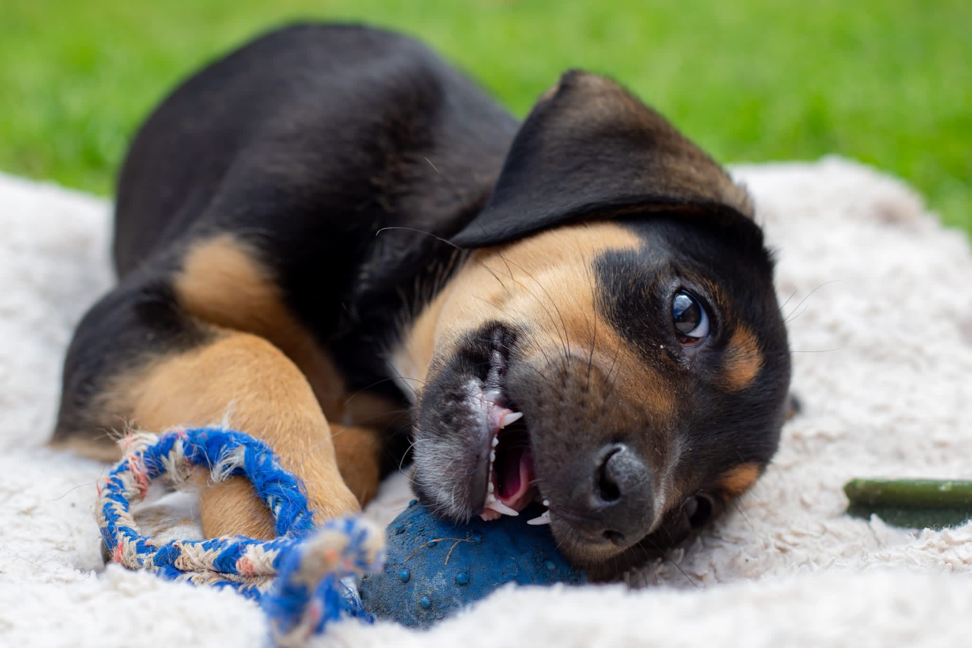 Puppy time!