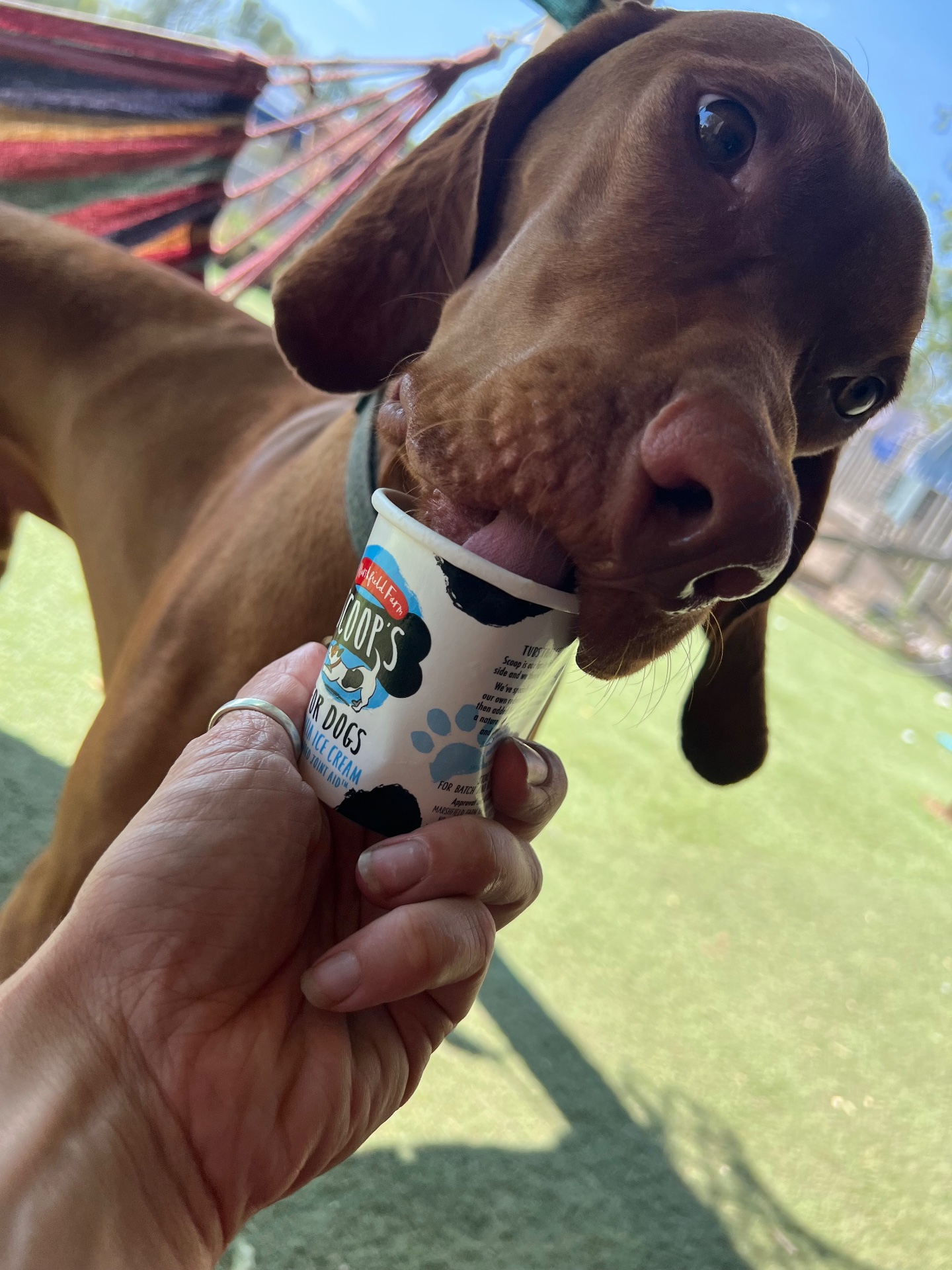 Cooling off with an Ice cream! 🍦