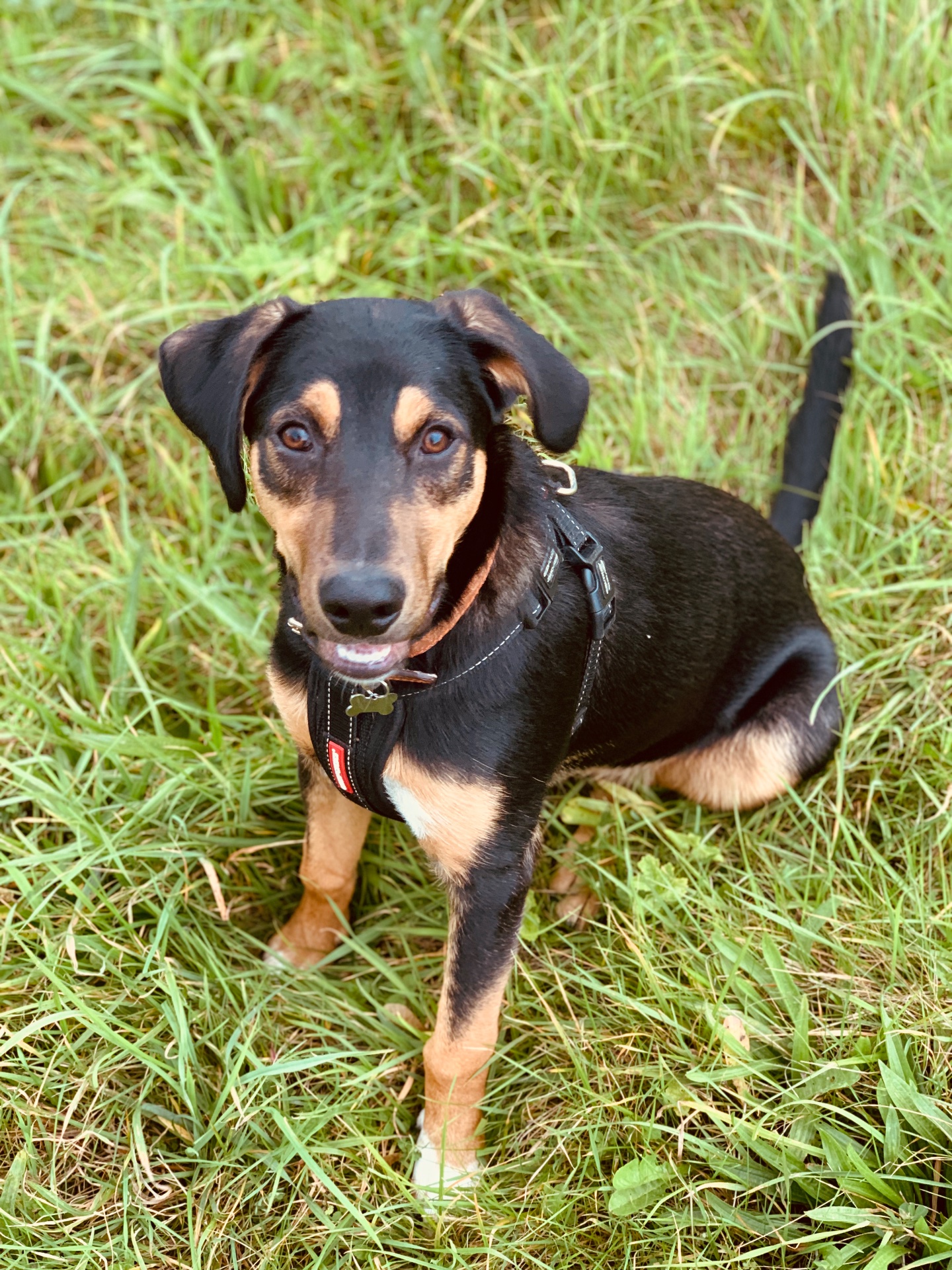A friendly face out on a walk