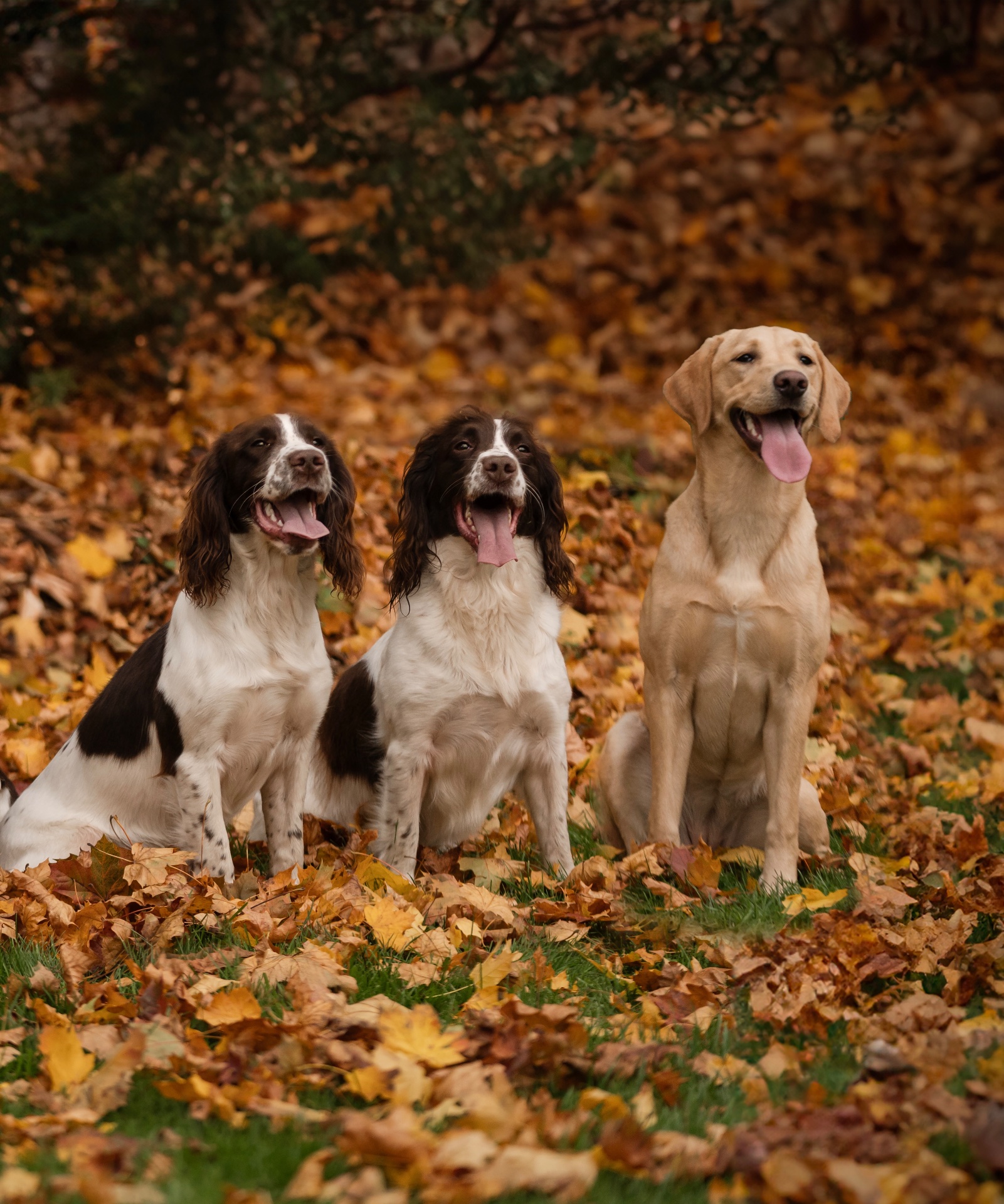 Out exploring on a crisp autumn walk