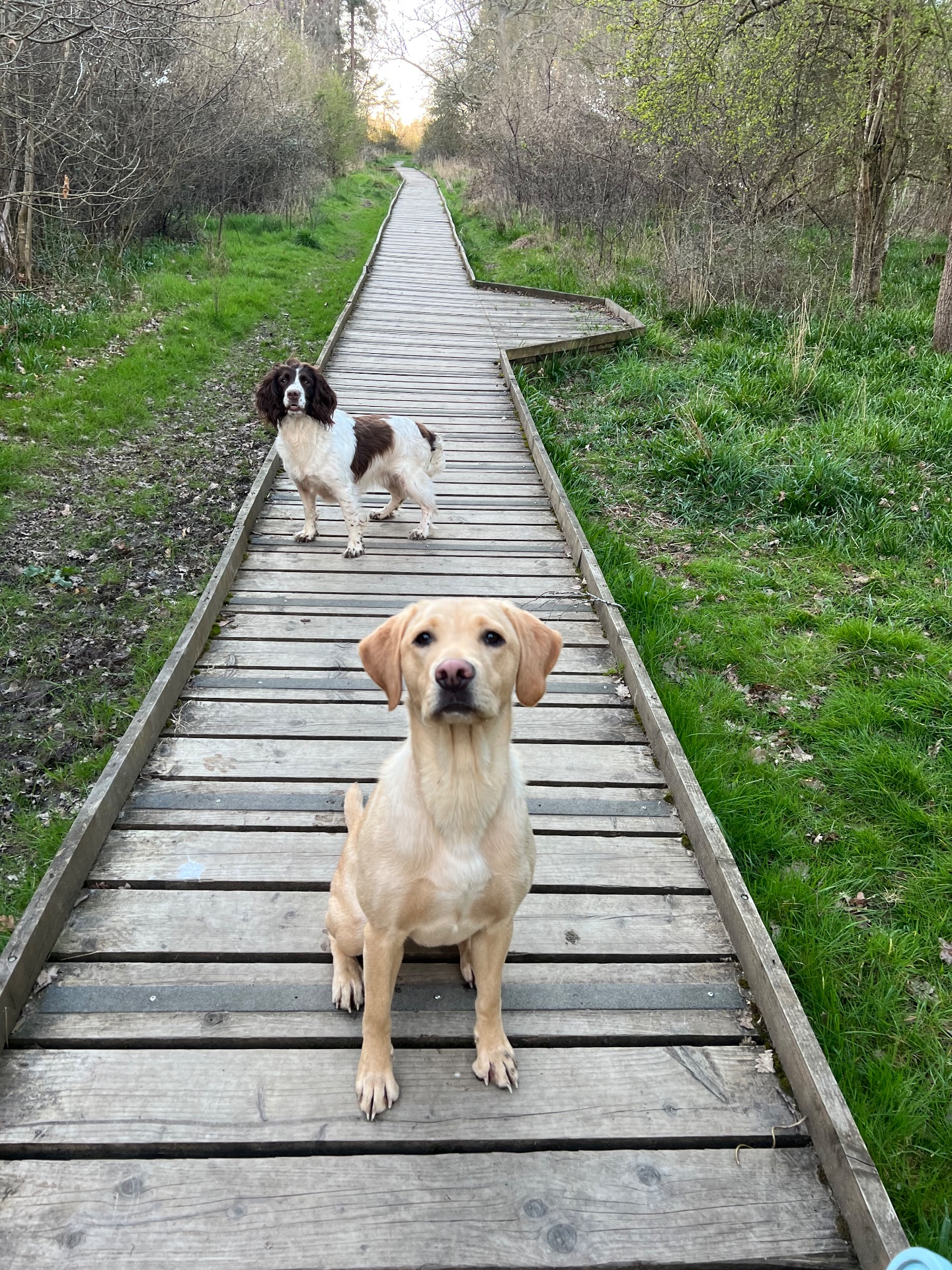 Ready for a woodland adventure!