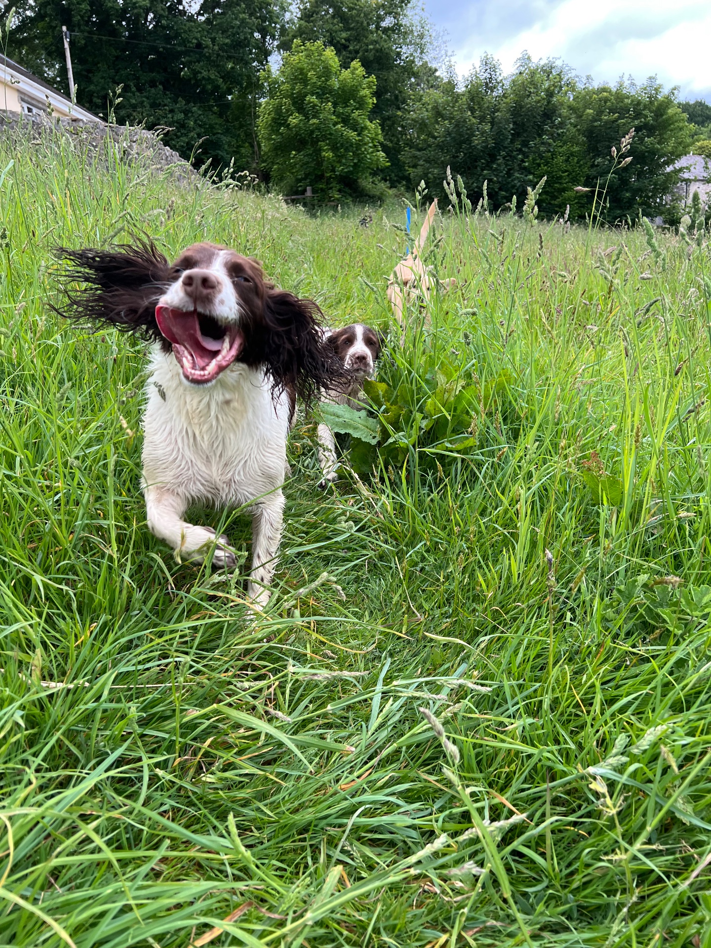Out exploring the fields