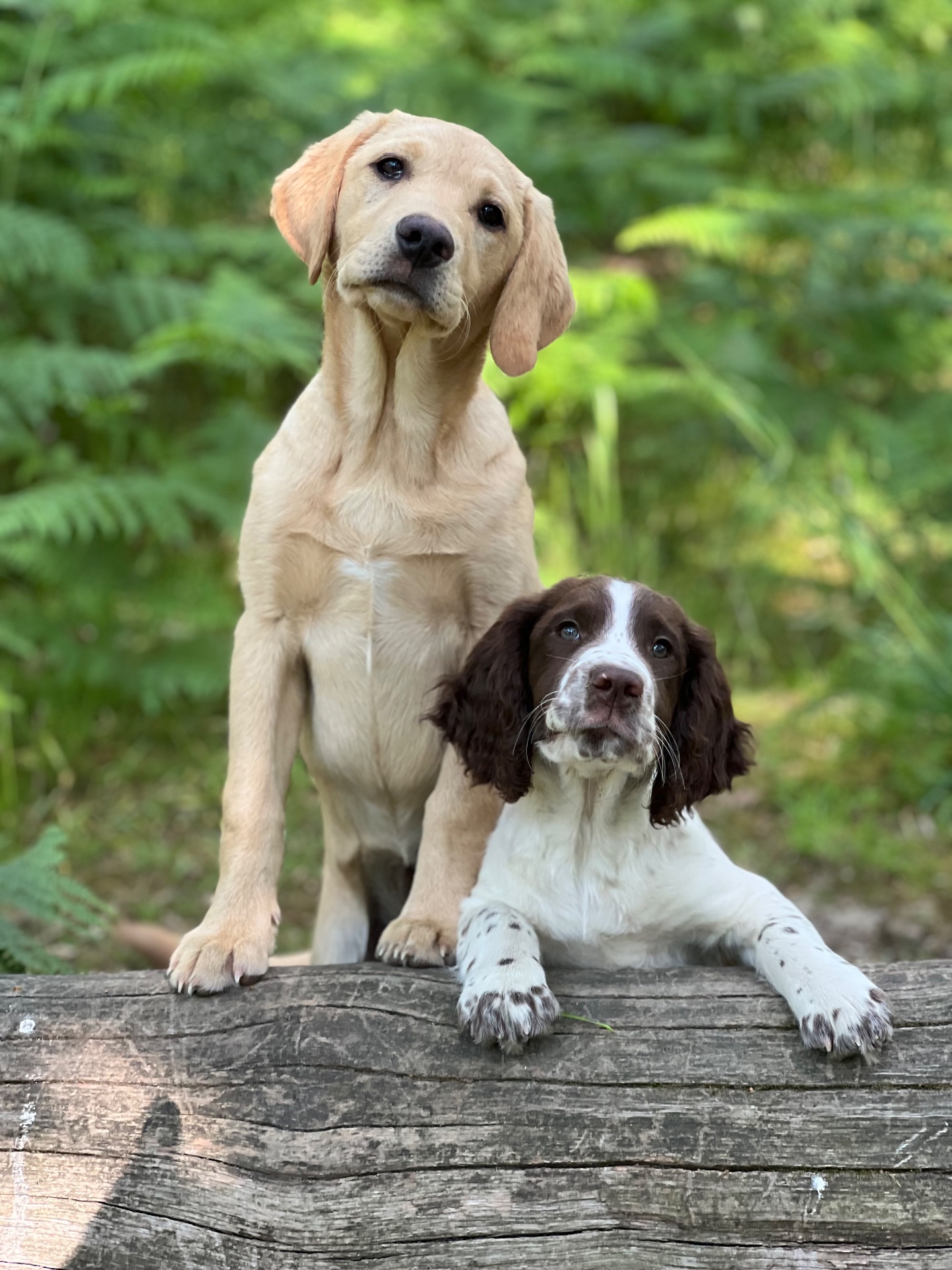 A friendly young dog at the club