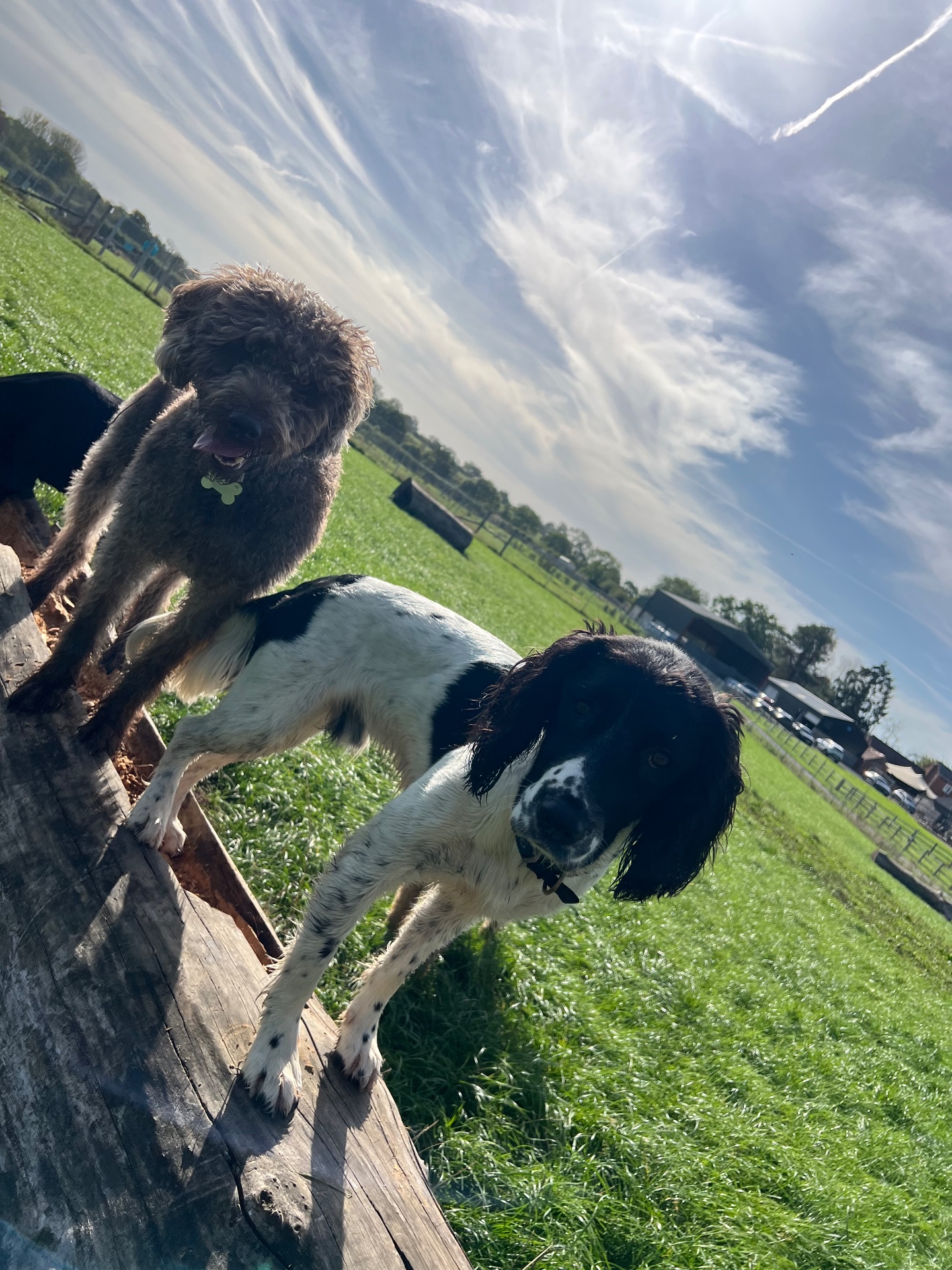 Dog exploring the fields on an adventure session