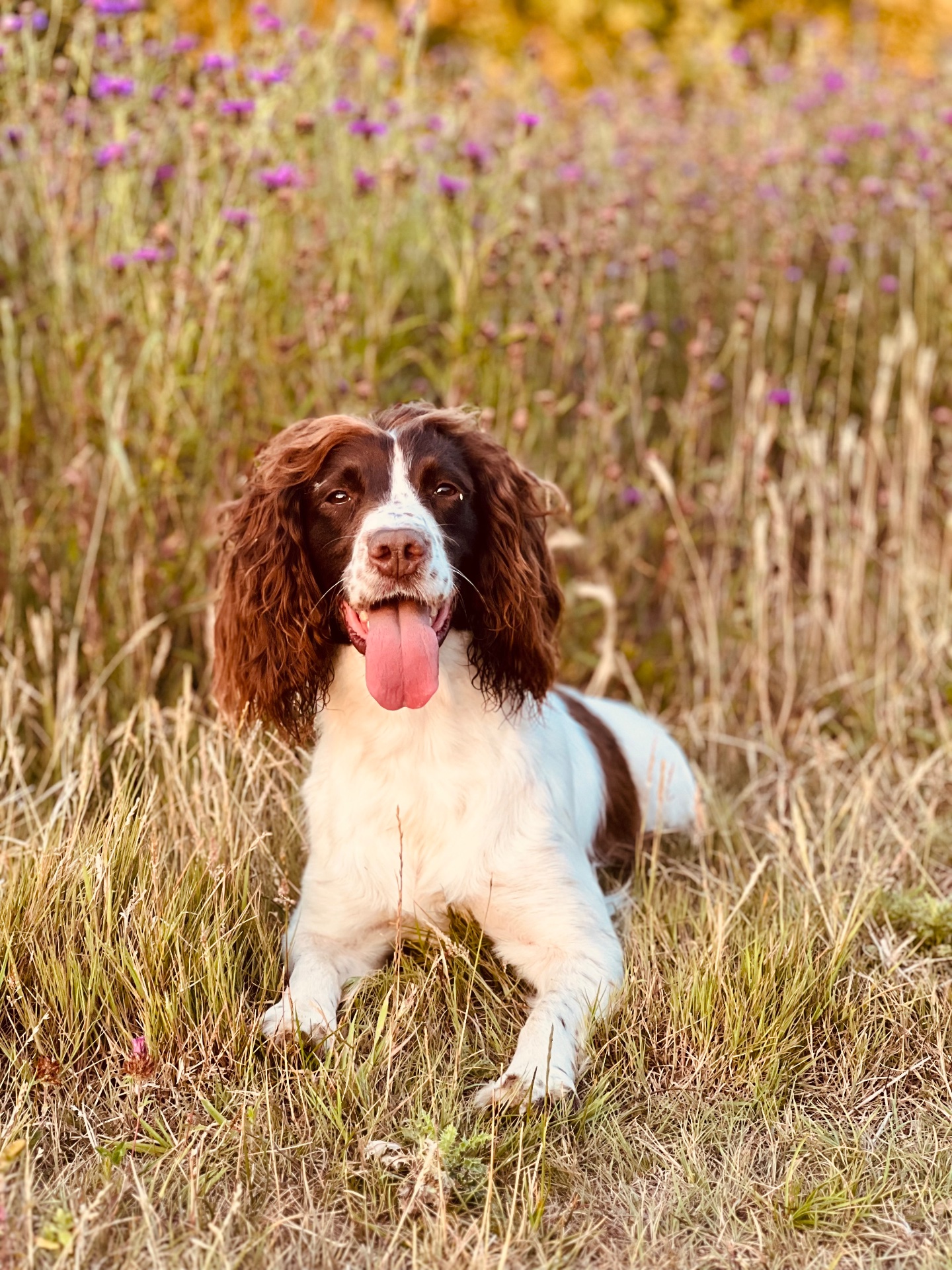 A friendly dog ready for some company