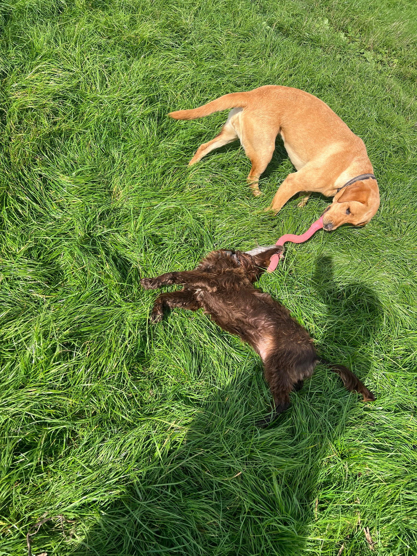 Dogs enjoying a day out in open parkland