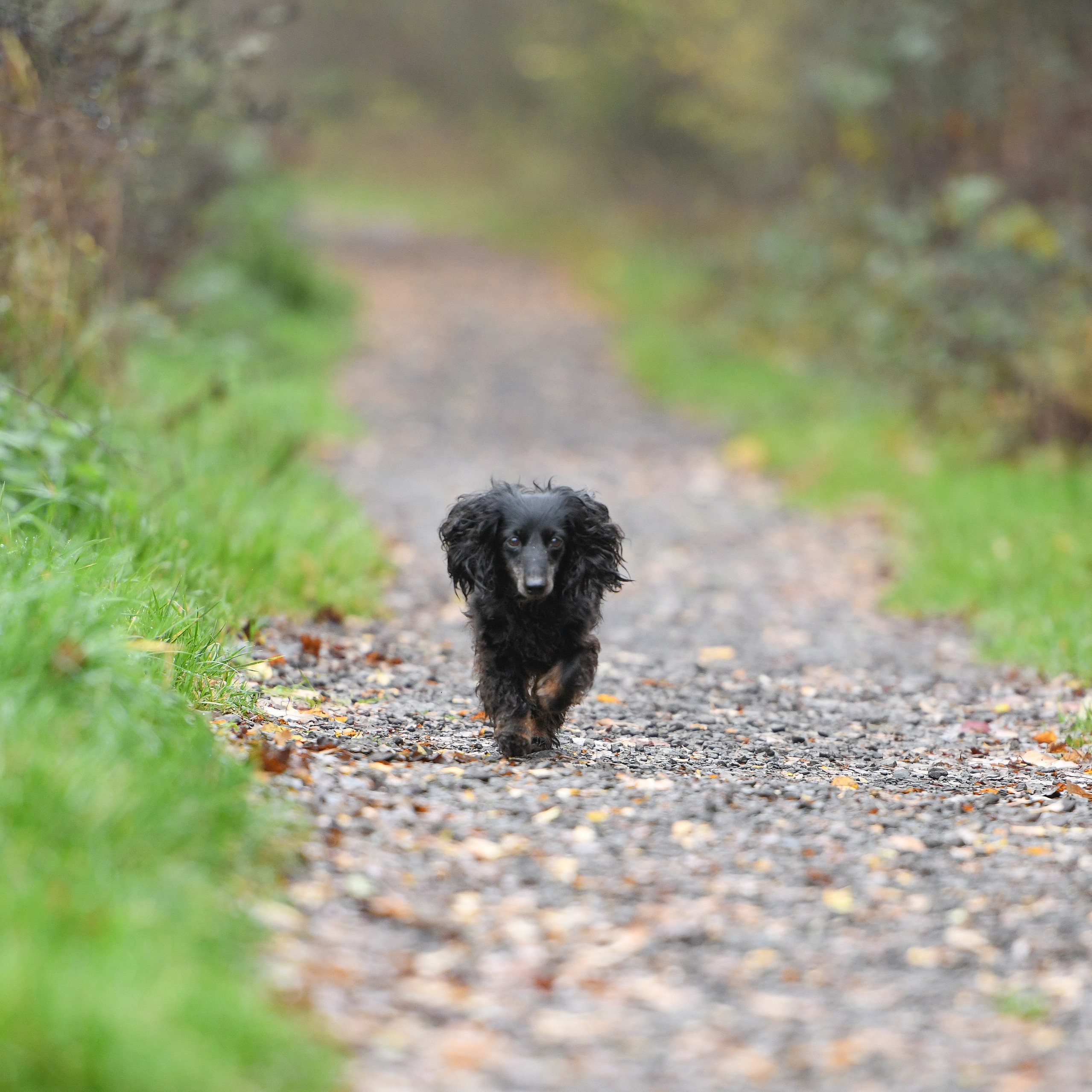 Racing along the woodland path