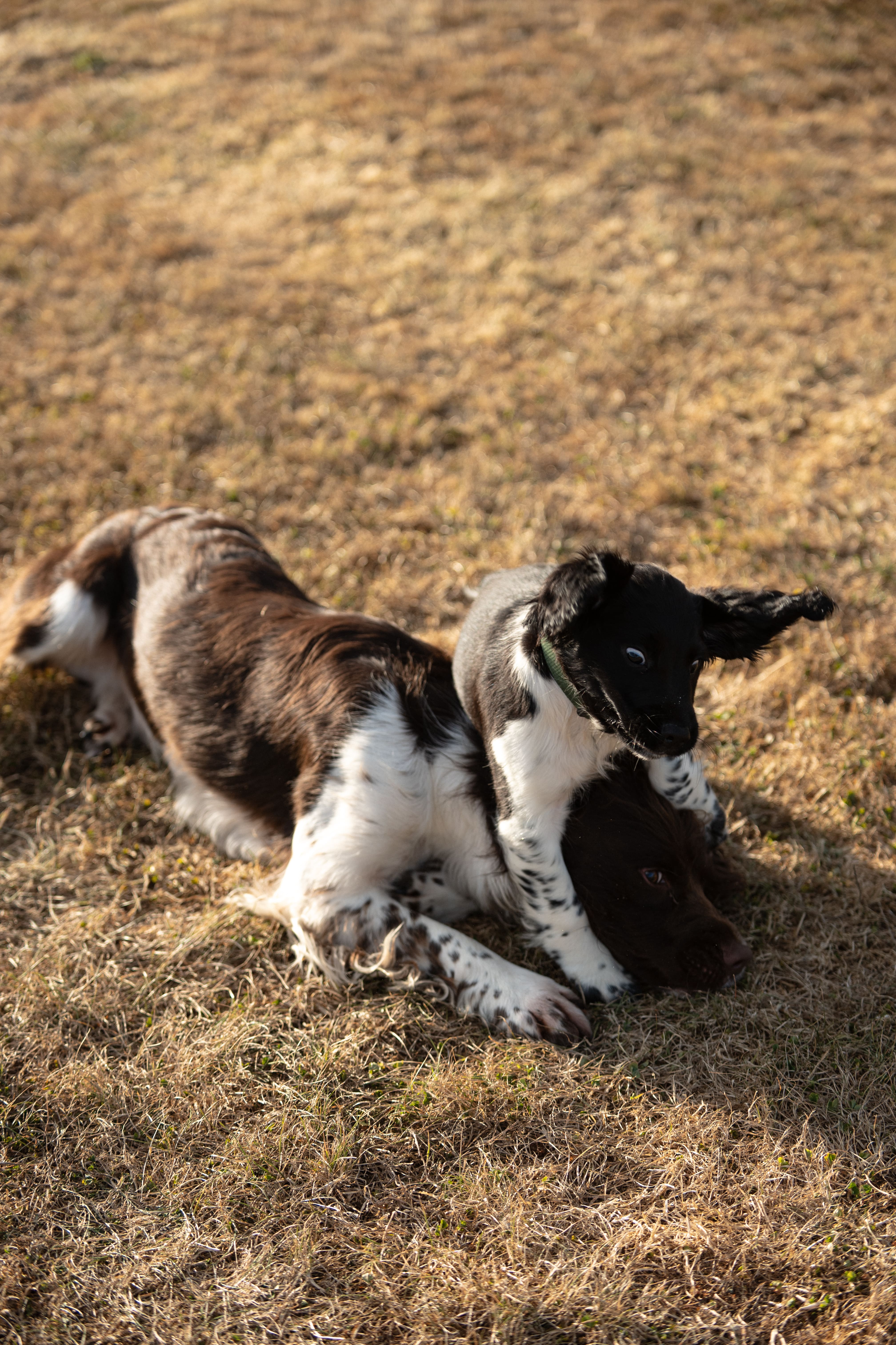 Two dogs playing off-lead in a secure field