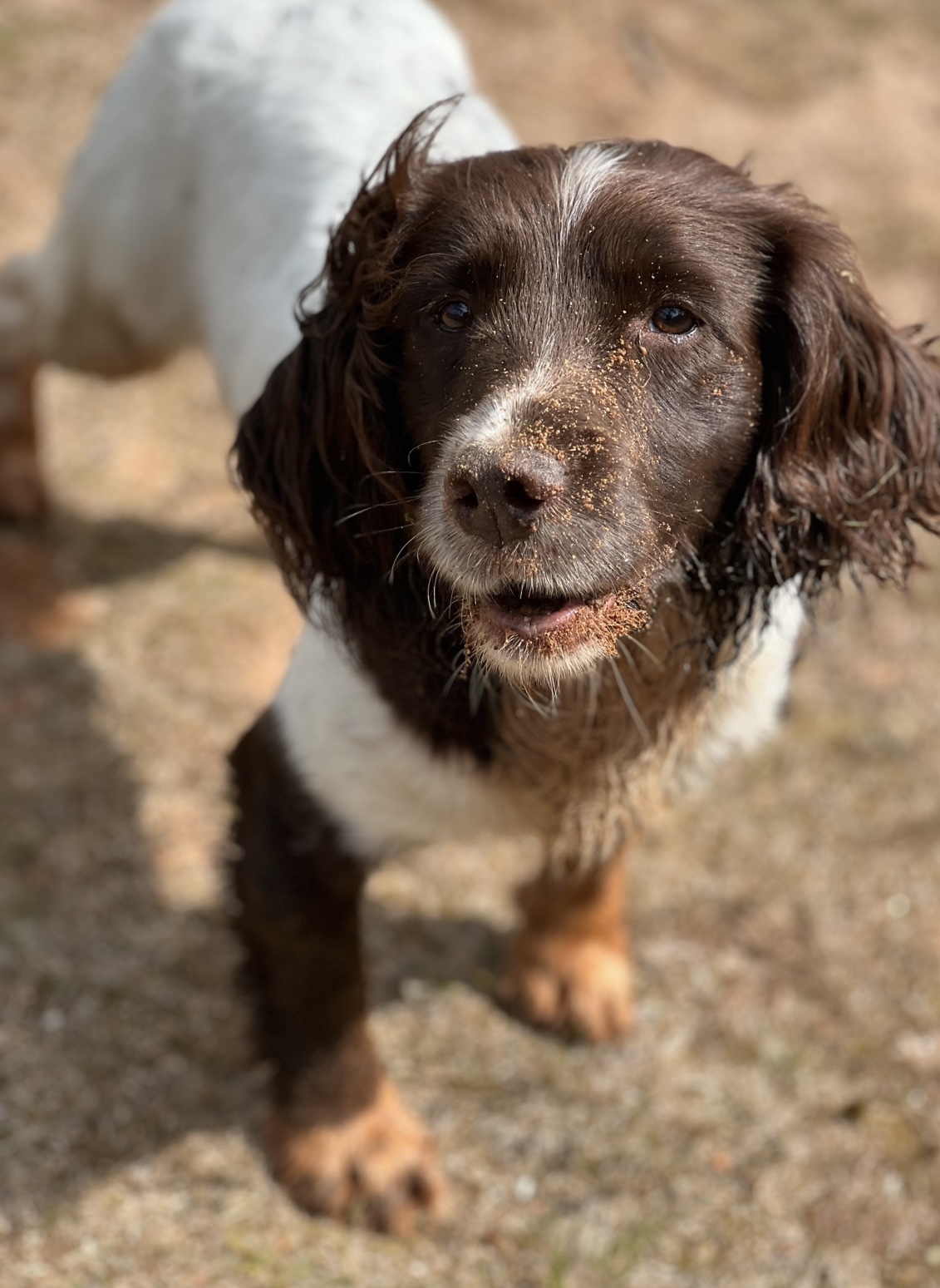 Plenty of muddy paws and muddy noses