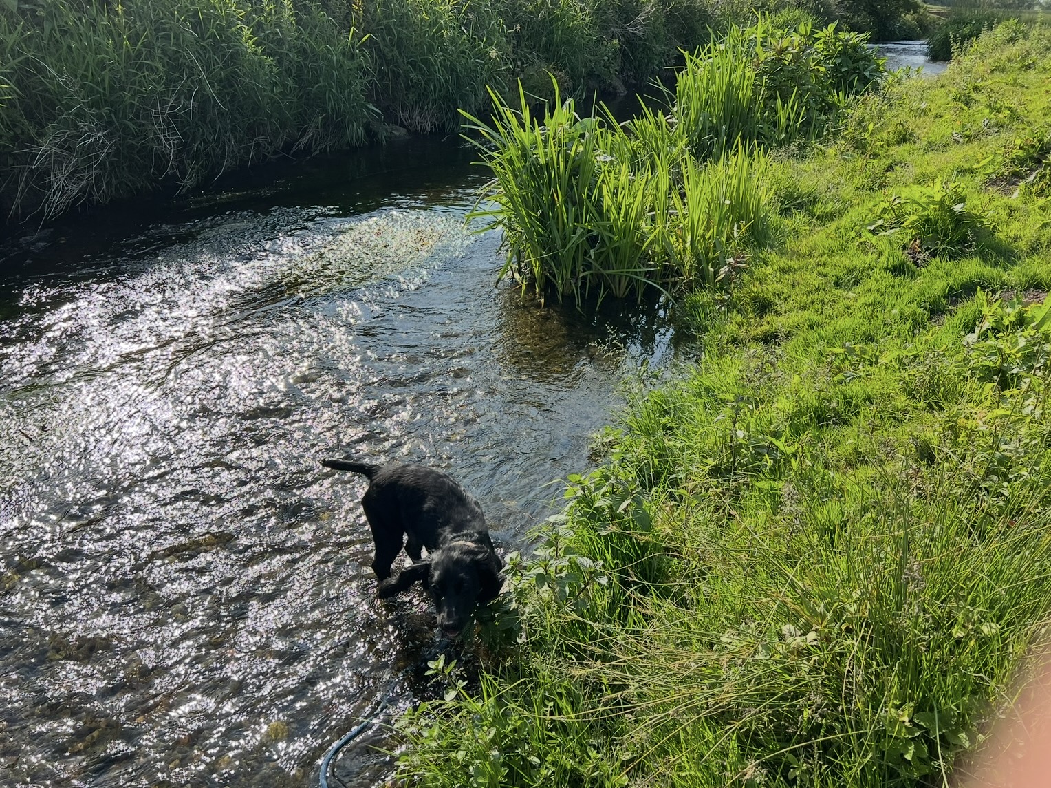 Cooling off with a paddle in the stream