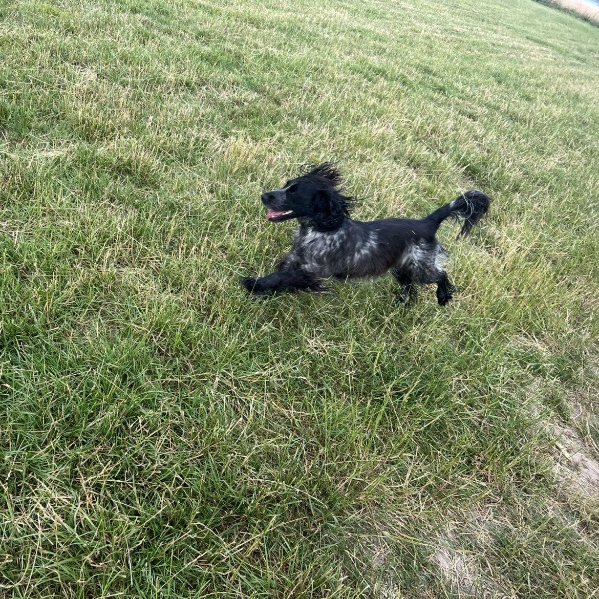 Running free in the fields