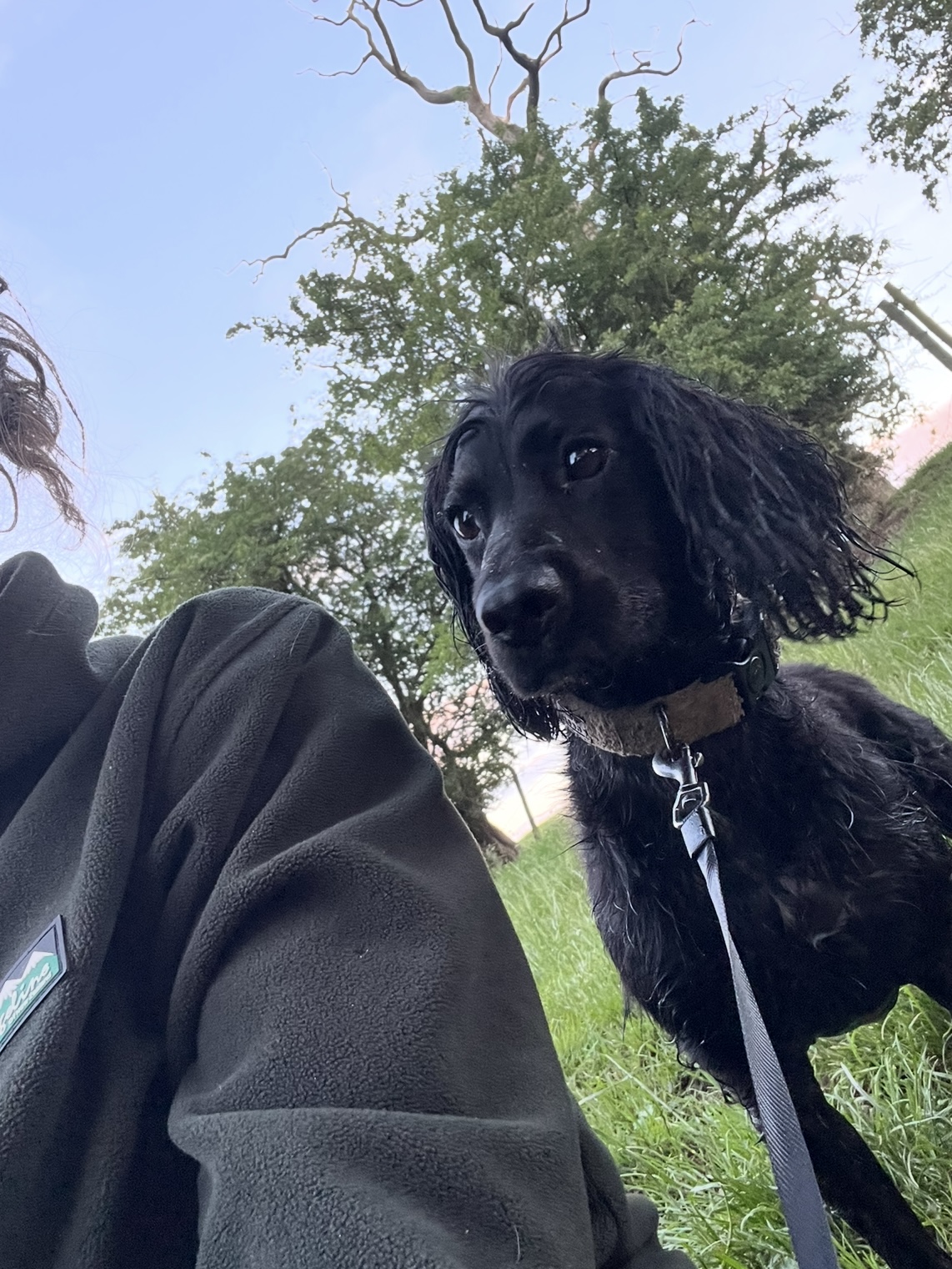 A dog out on an on-lead walk
